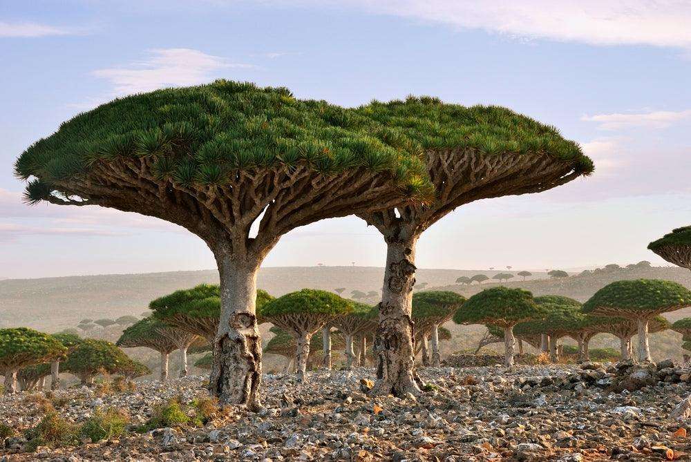 The New Standard in Skin Resilience: Dragon’s Blood & Growth Factors